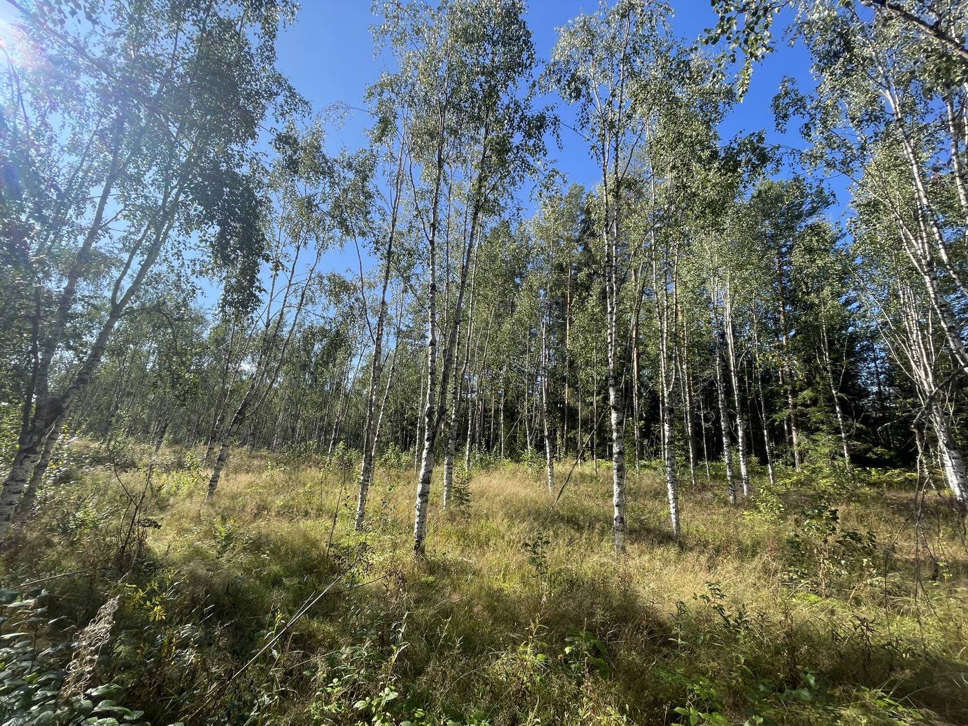 A stand of silver birch in eastern Finland in late summer, the kind of forest curly birch is found and bought from